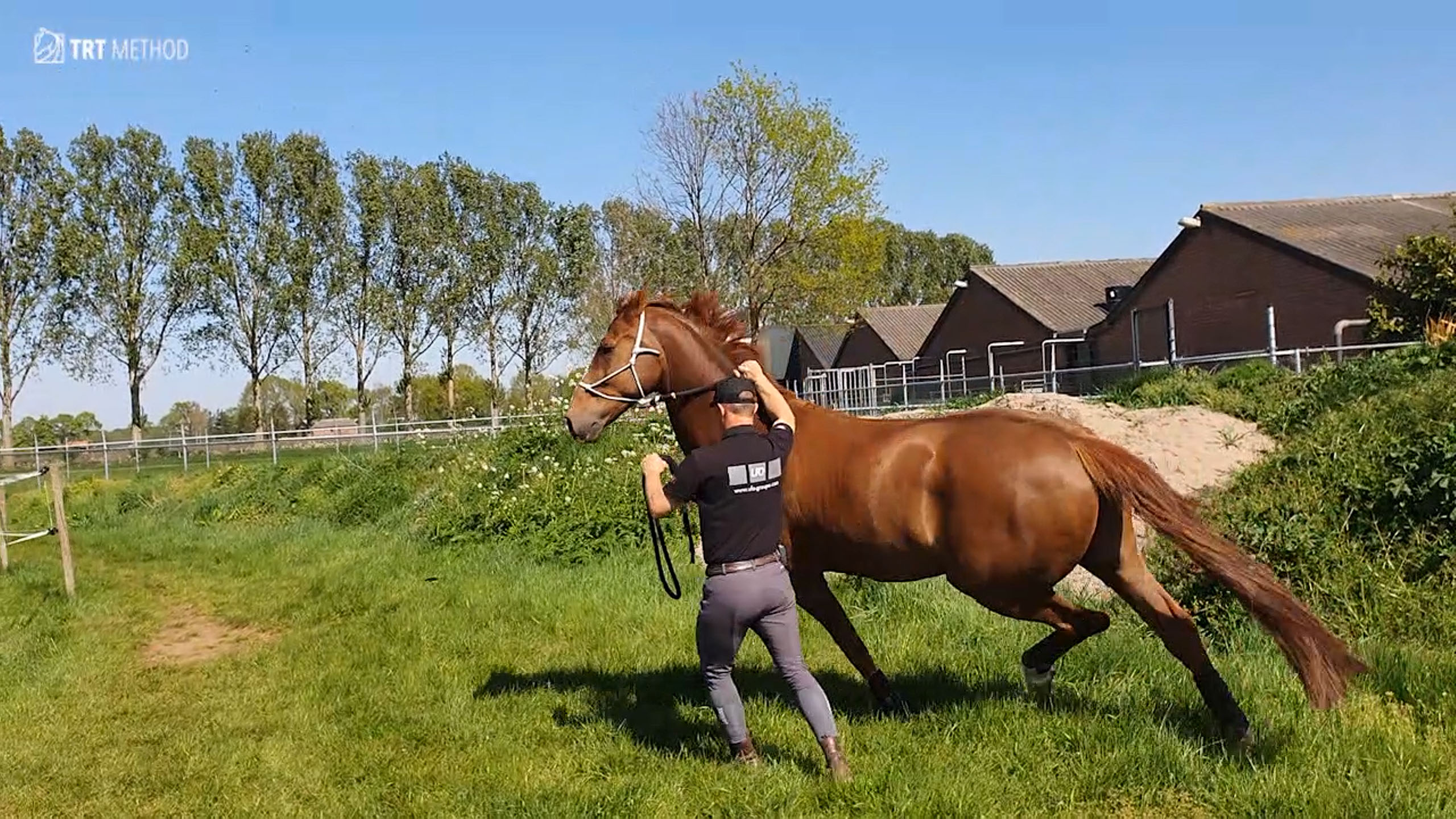 Leading any horse safely TRTmethod