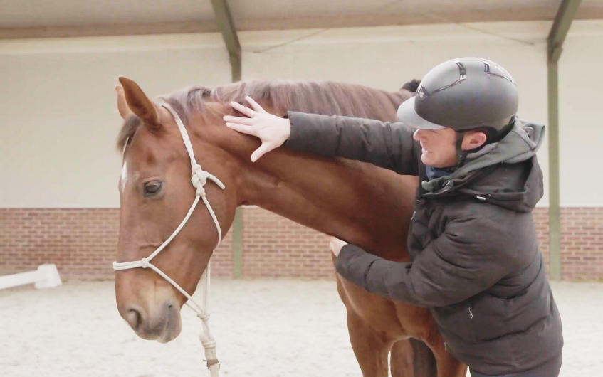 Freeze horse Freeze horse