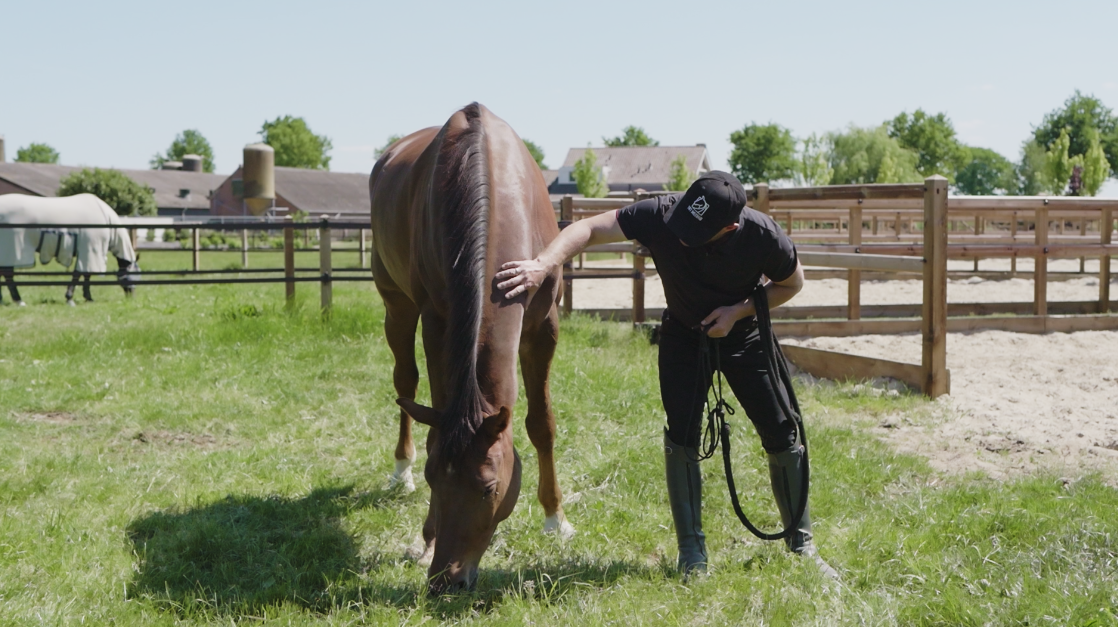 Horse out of field Horse out of field